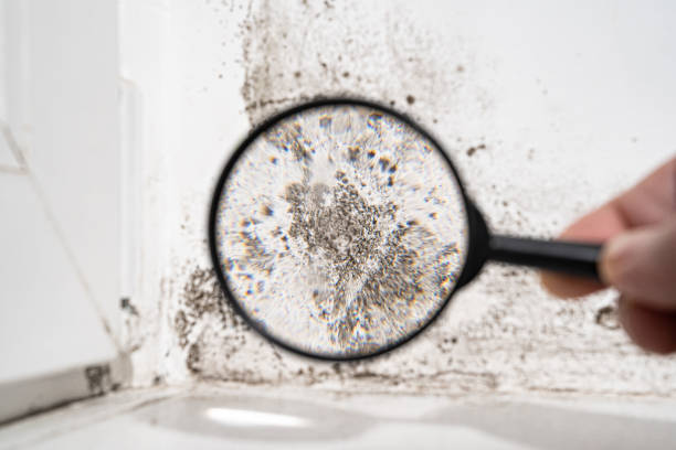 Best Commercial Mold Inspection  in Crestwood, KY